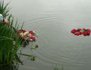 kwiaty na wodzie